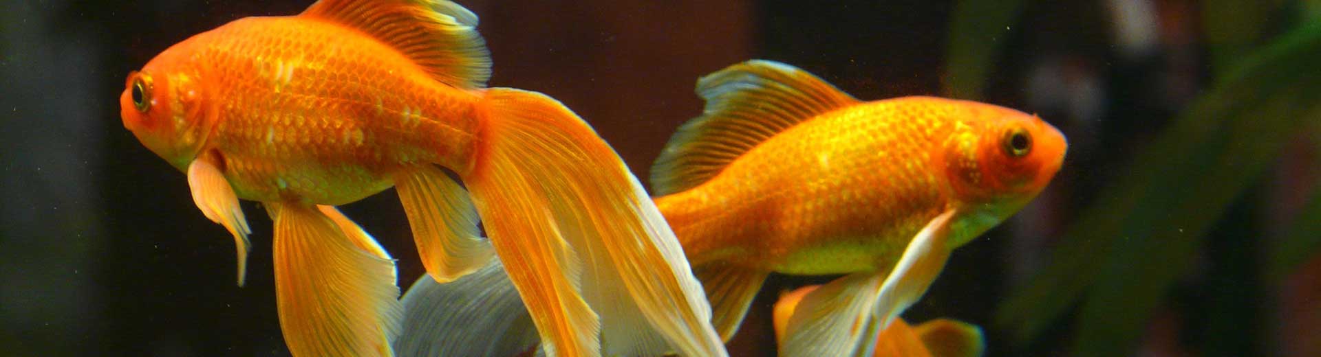 Andere dieren - goudvis