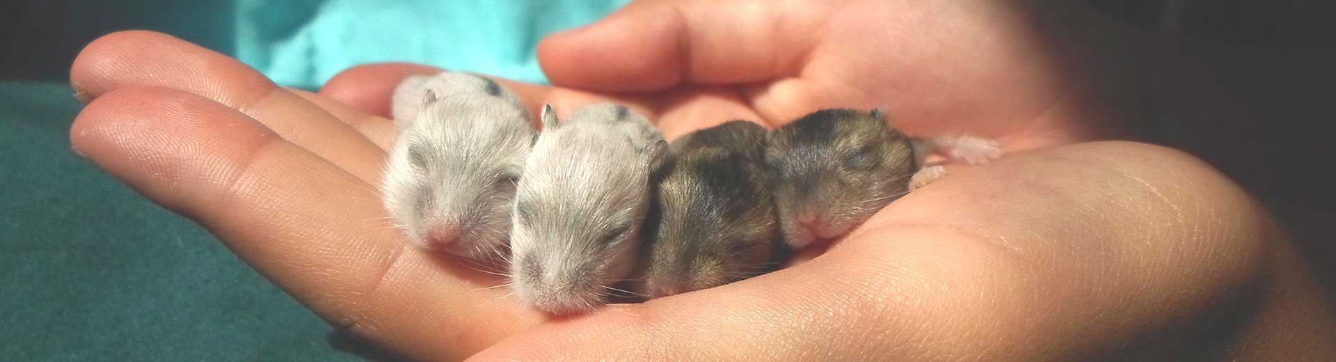 reflecteren verdrievoudigen Slovenië Andere dieren - hamster - aanschaf
