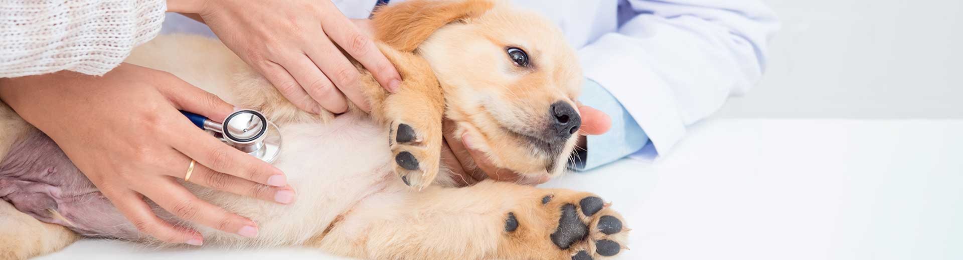 Wederzijds Rauw offset Hond - verzorging - ontwormen